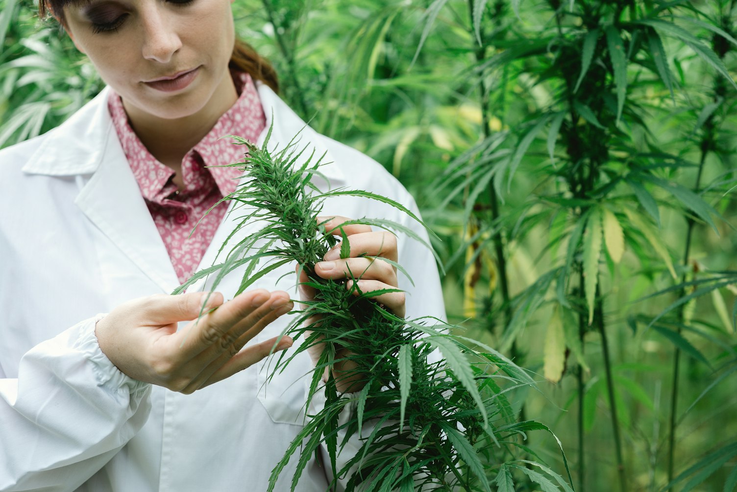 Scientist Inspecting Hemp Field