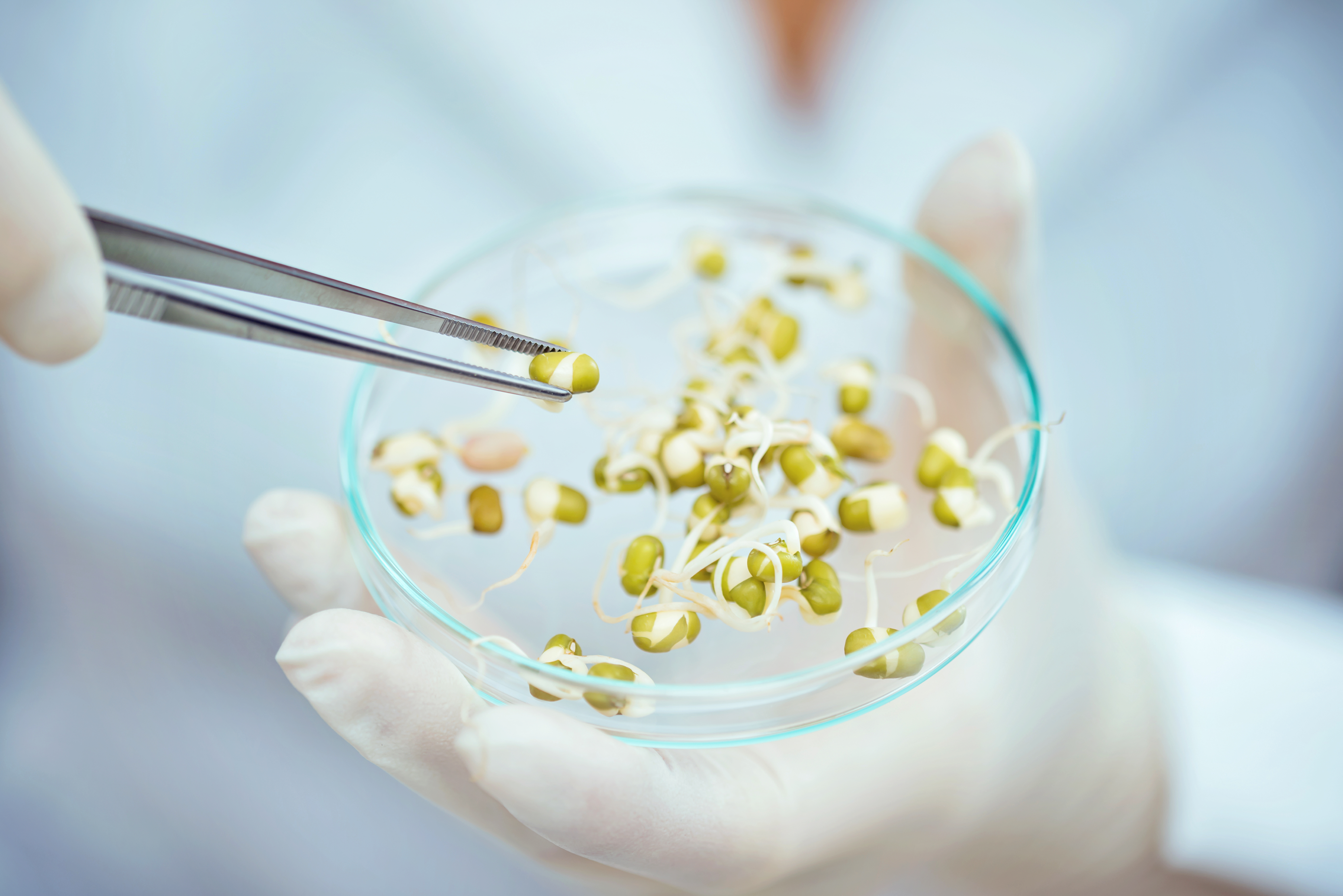 GMO Test