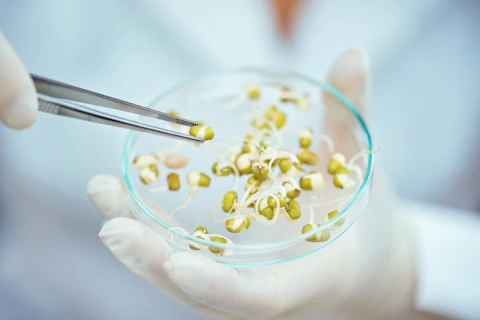 GMO Test