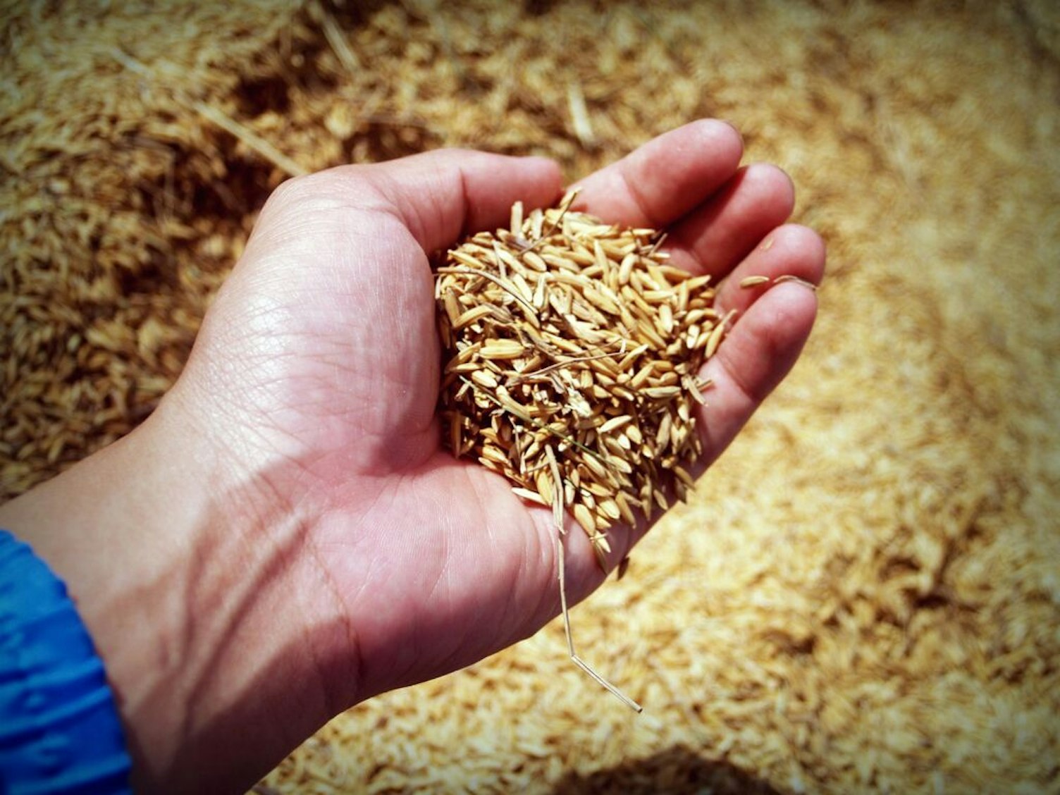 Farmers Hand Holding Wheat Seeds