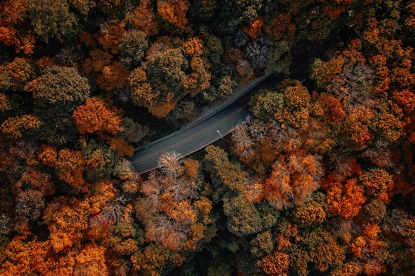 Aerial View of a Forest During Fall