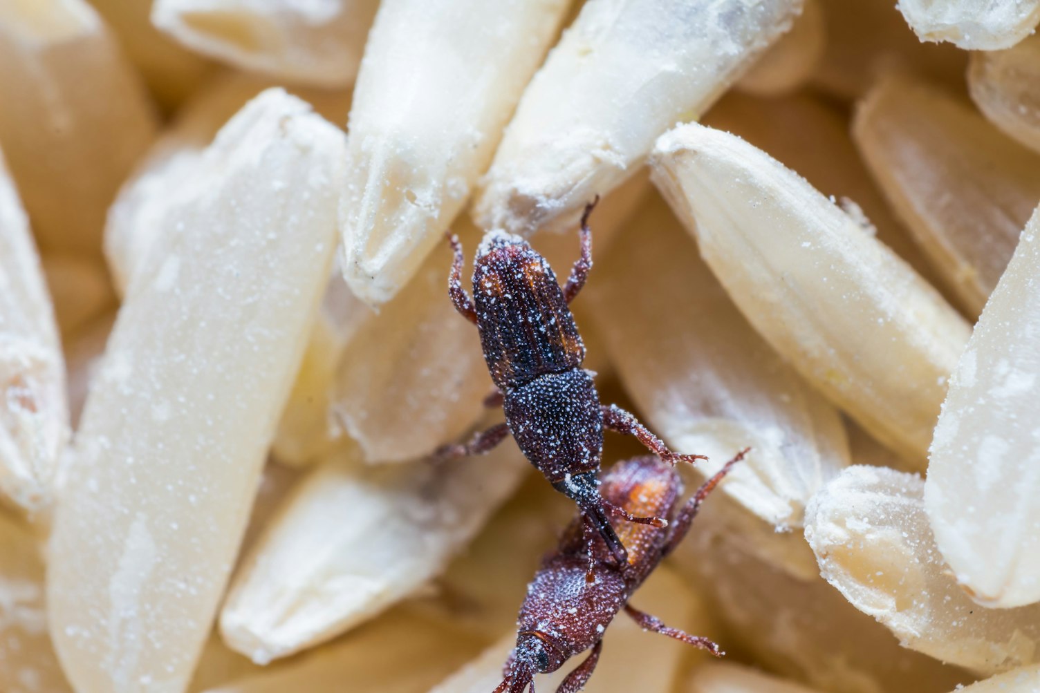 Close Up of Adult Rice Weevils On The Rice Grain