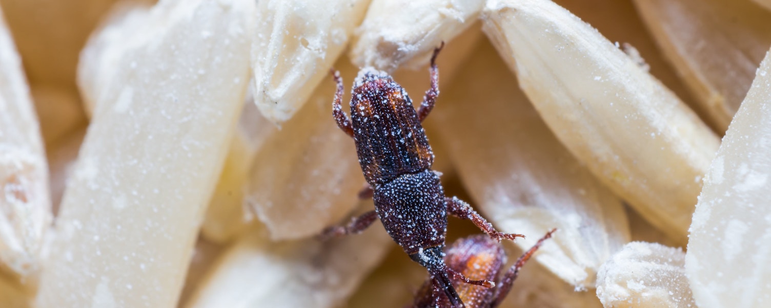 Close up of adult rice weevils