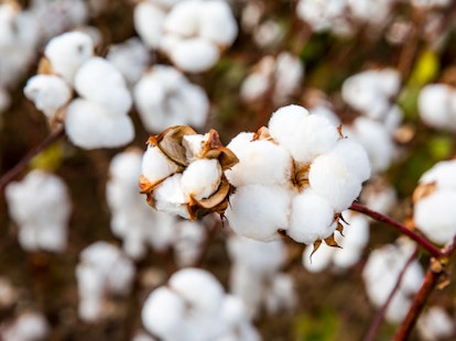 Close up of Ripe Cotton Balls on Branch