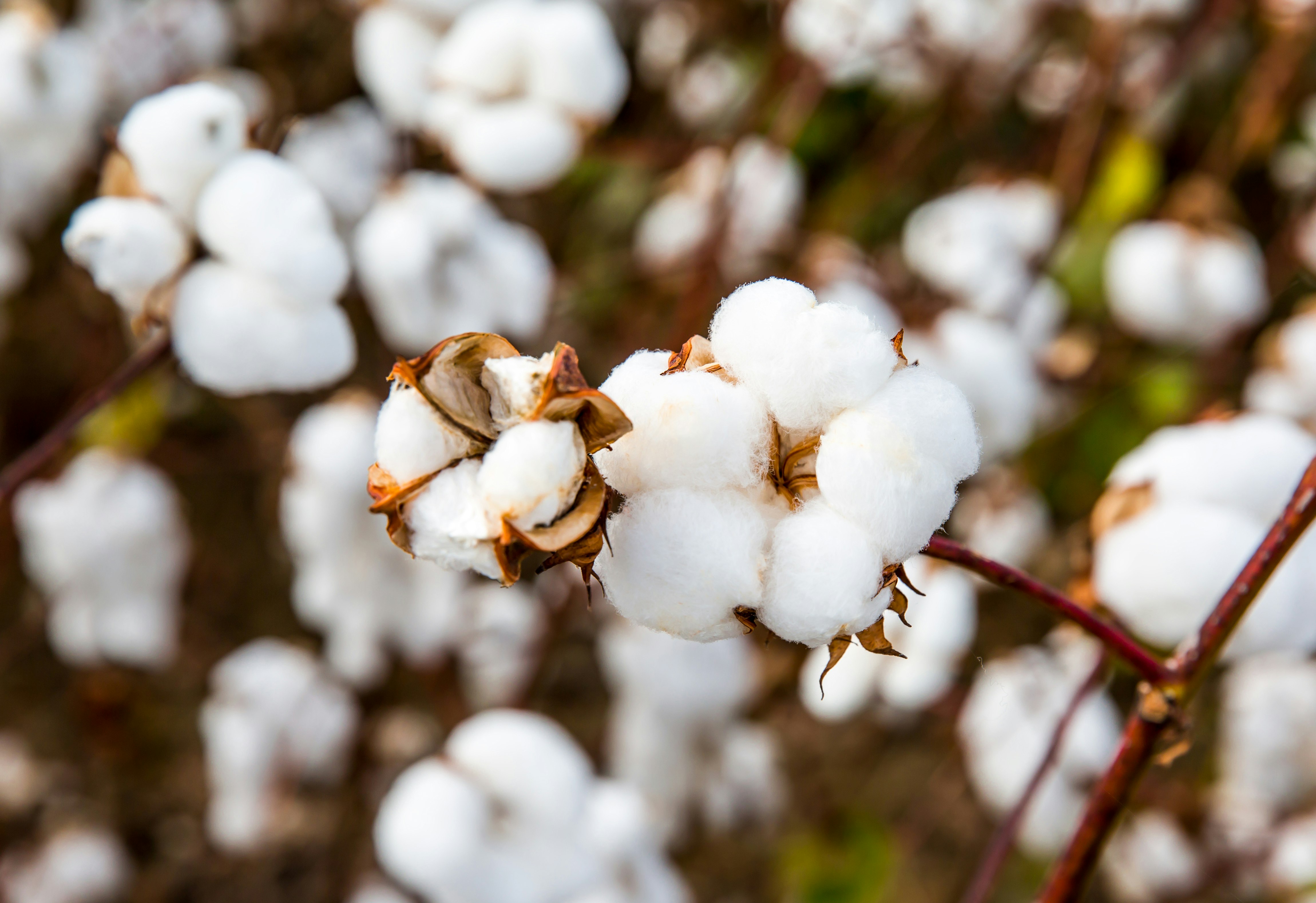 Close up of Ripe Cotton Balls on Branch