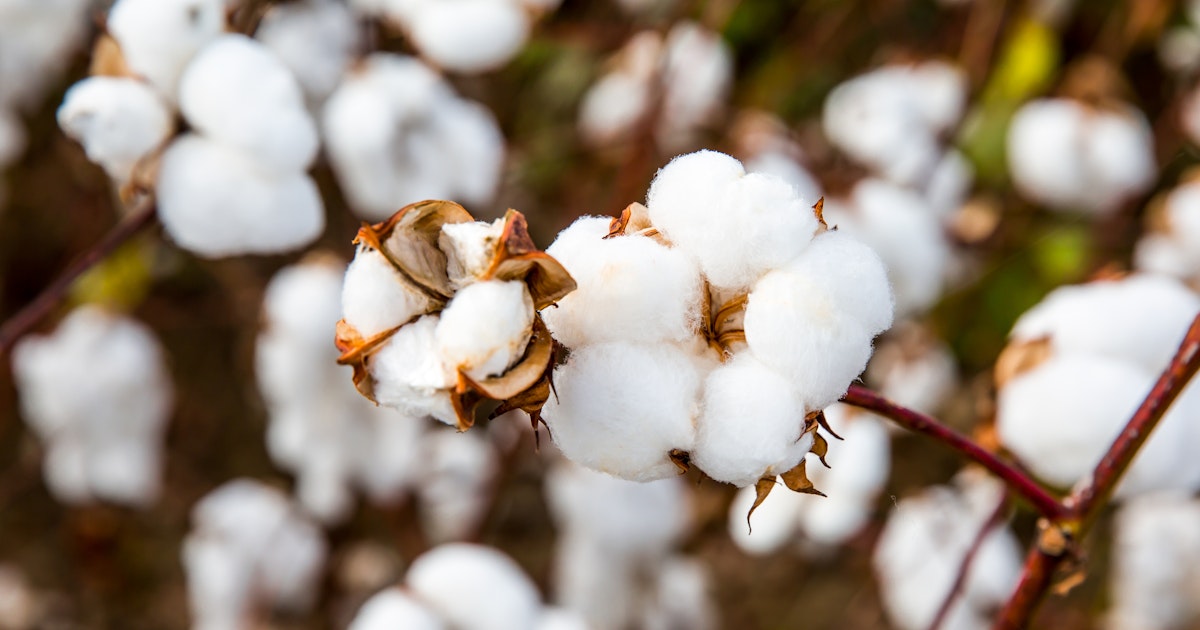 Celebrating 75 Years of Excellence in the Cotton Industry SGS Celebrating 75 Years of Excellence in the Cotton Industry SGS