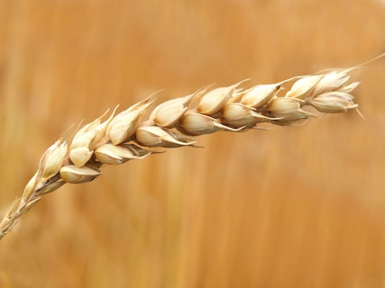 Close up of Wheat Grains