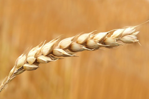 Close up of Wheat Grains
