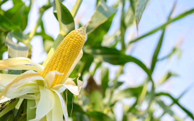 Corn Cob