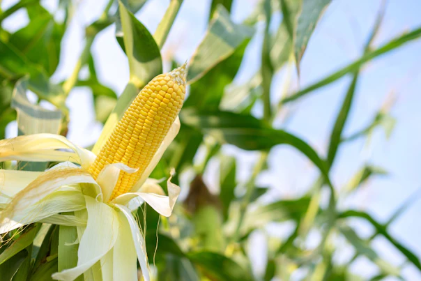 Corn Cob