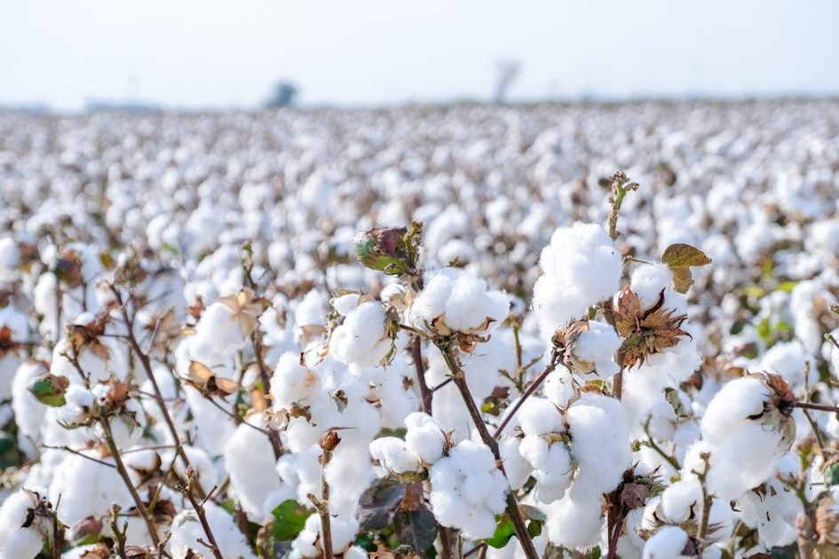 International Cotton Association Trade Event: Las Vegas 2022