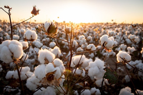 The Slovakia for Market Organic SGS | Cotton Growing