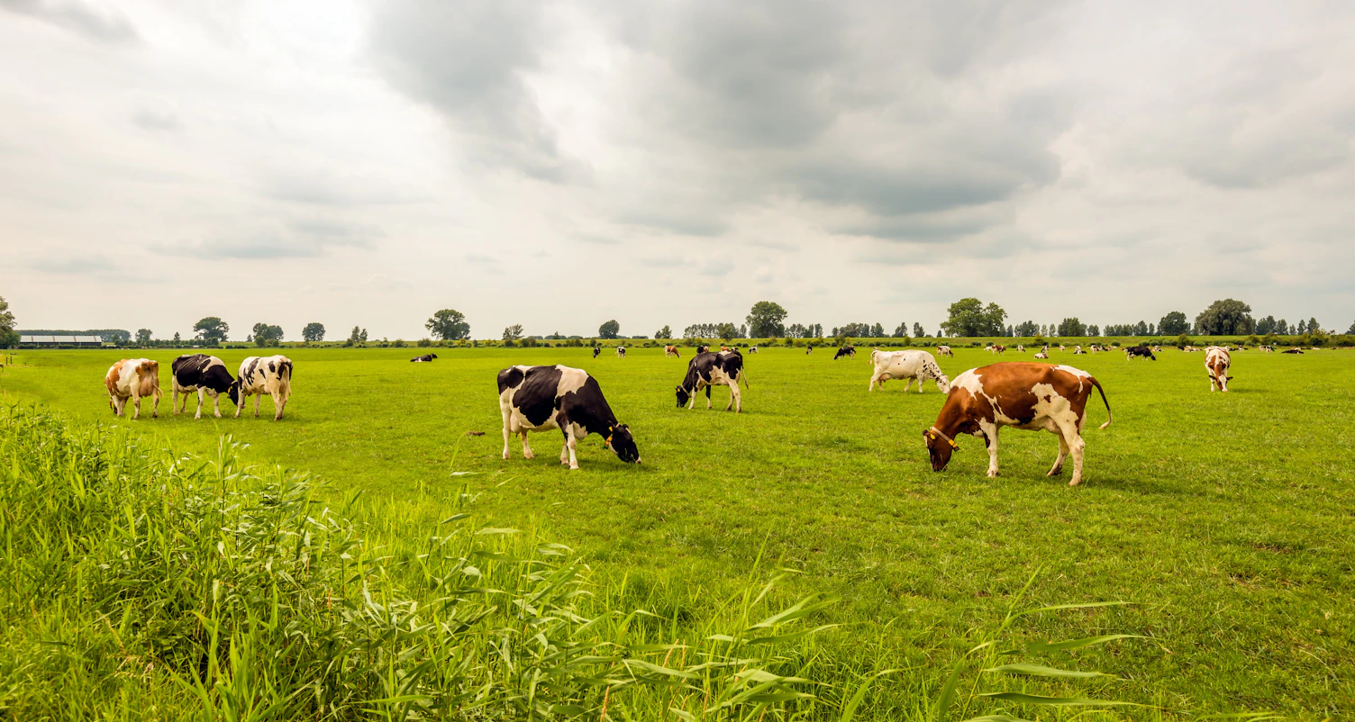 Cows Grazing in the Meadow