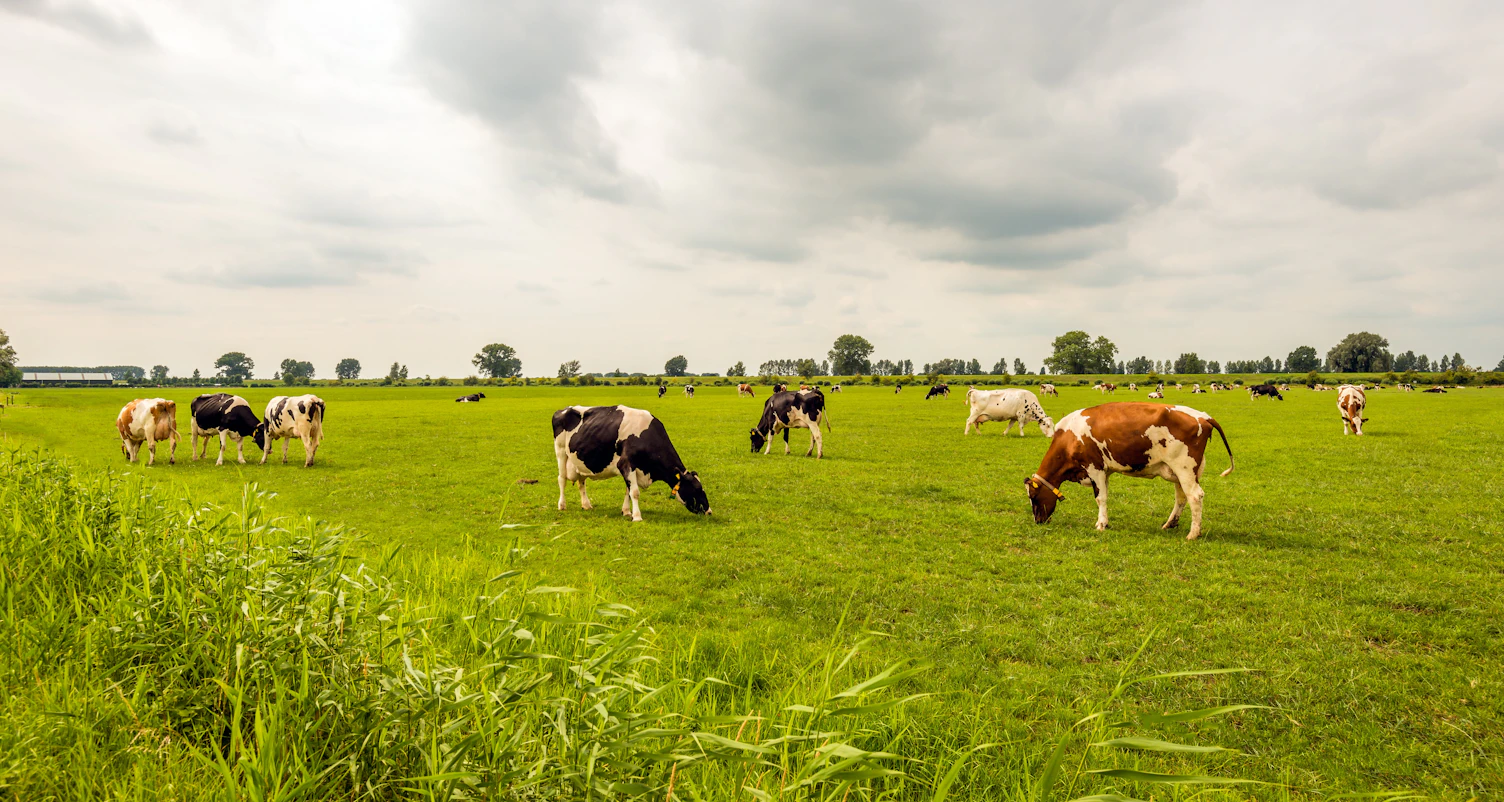 Cows Grazing in the Meadow