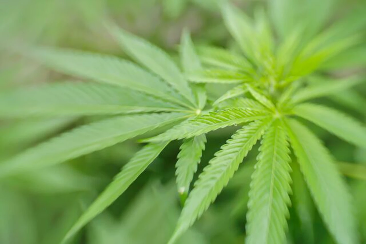Cultivation of Marijuana