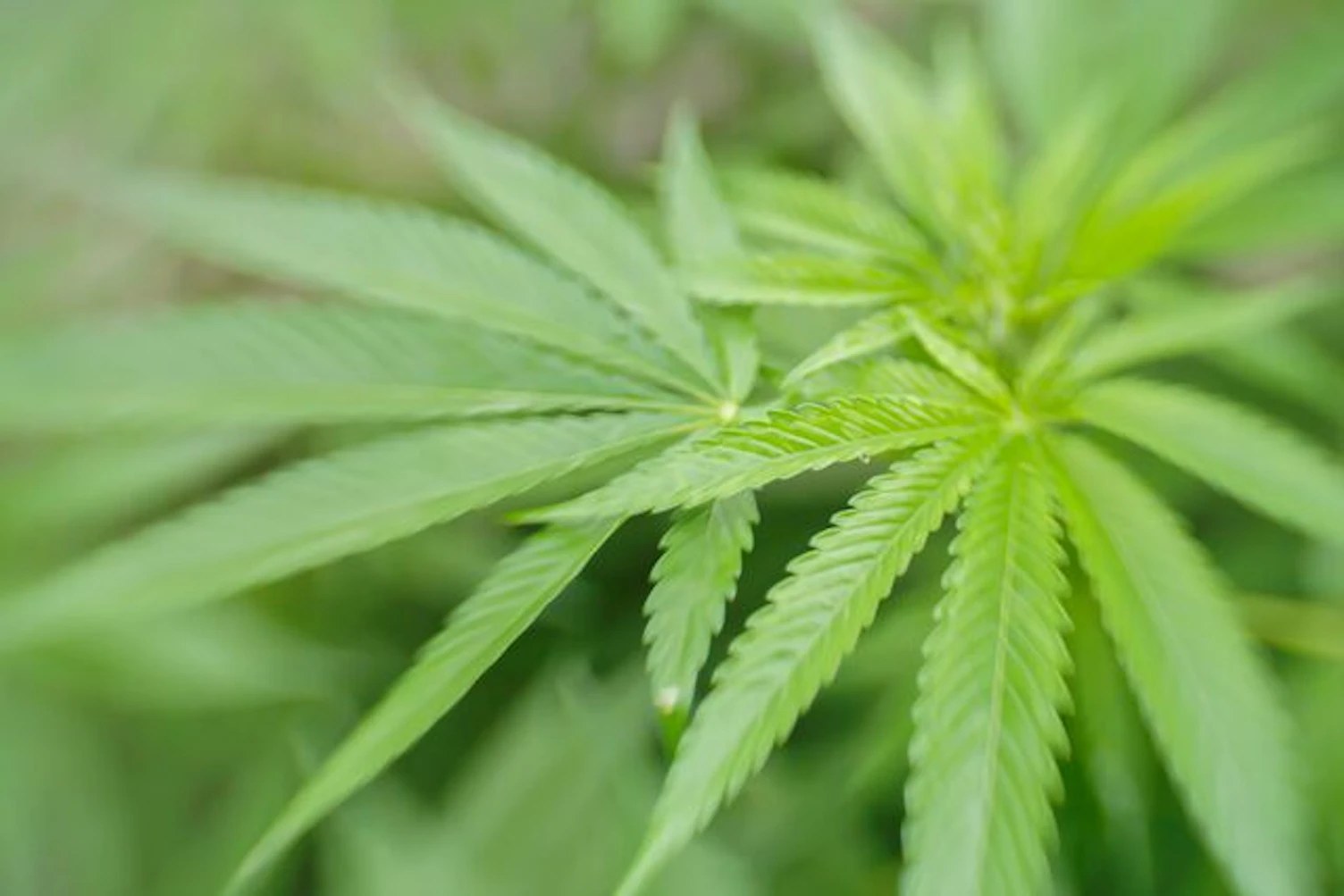Cultivation of Marijuana