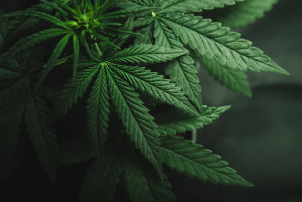 Cultivation of Marijuana