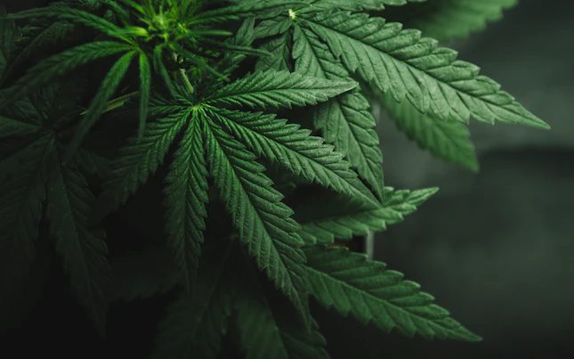 Cultivation of Marijuana