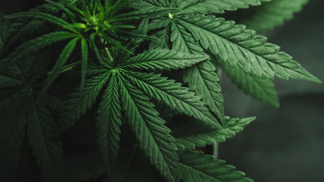 การปลูกกัญชา