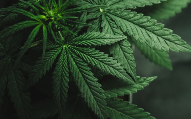 การปลูกกัญชา