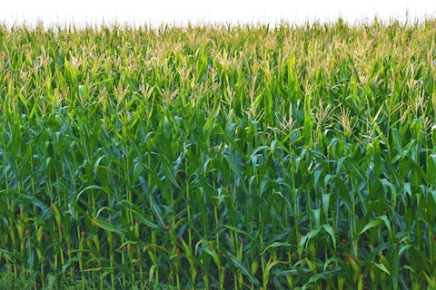Photo of a corn/maize field