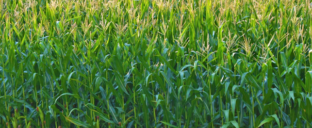 Photo of a corn/maize field