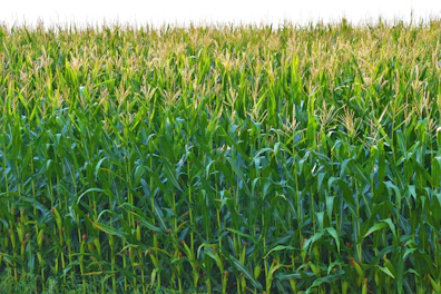 Photo of a corn/maize field