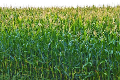 Photo of a corn/maize field