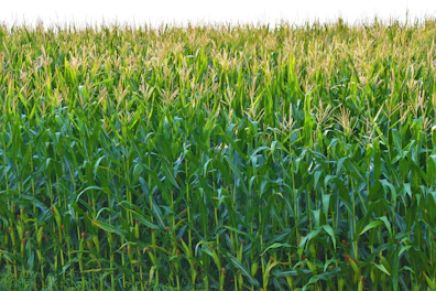 Photo of a corn/maize field