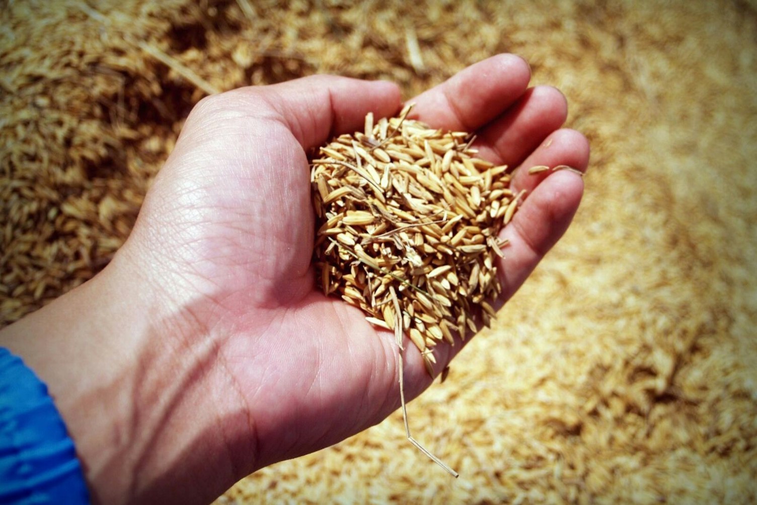 Farmer's Hand Holding Wheat Seeds