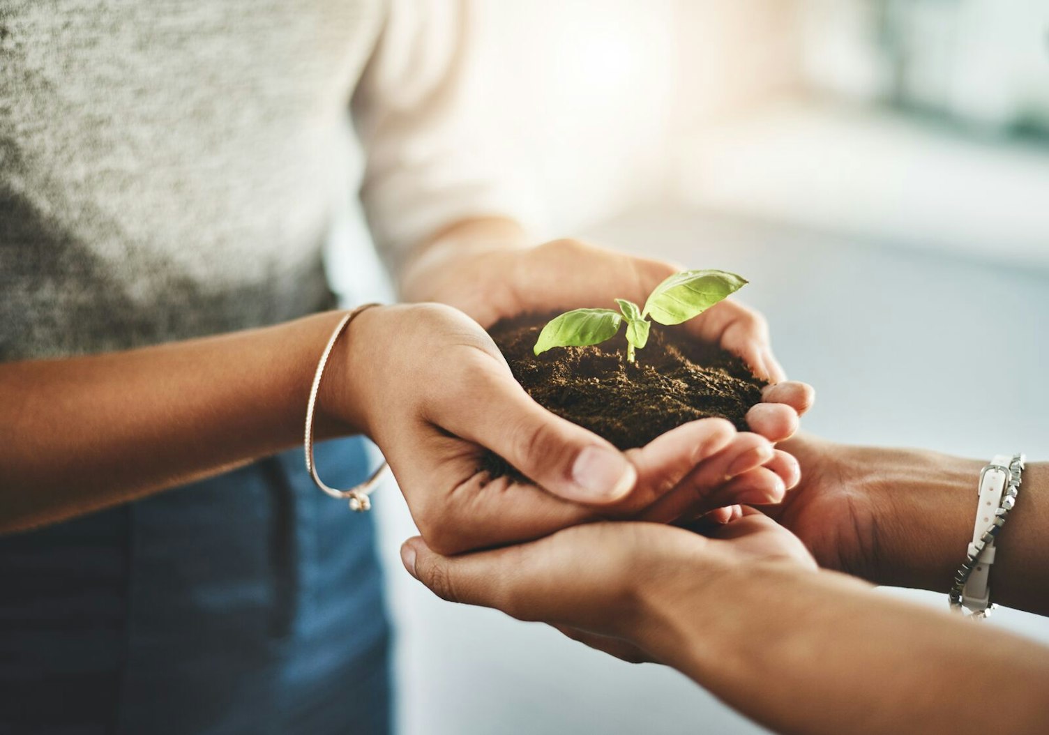 Hands Holding a Plant Growing out of Soil