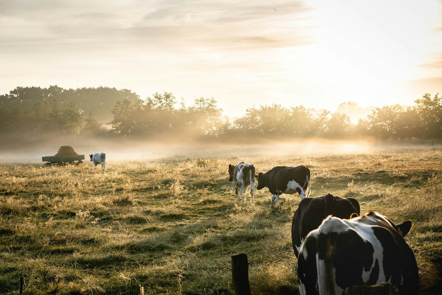 herd of white and black cows on grass