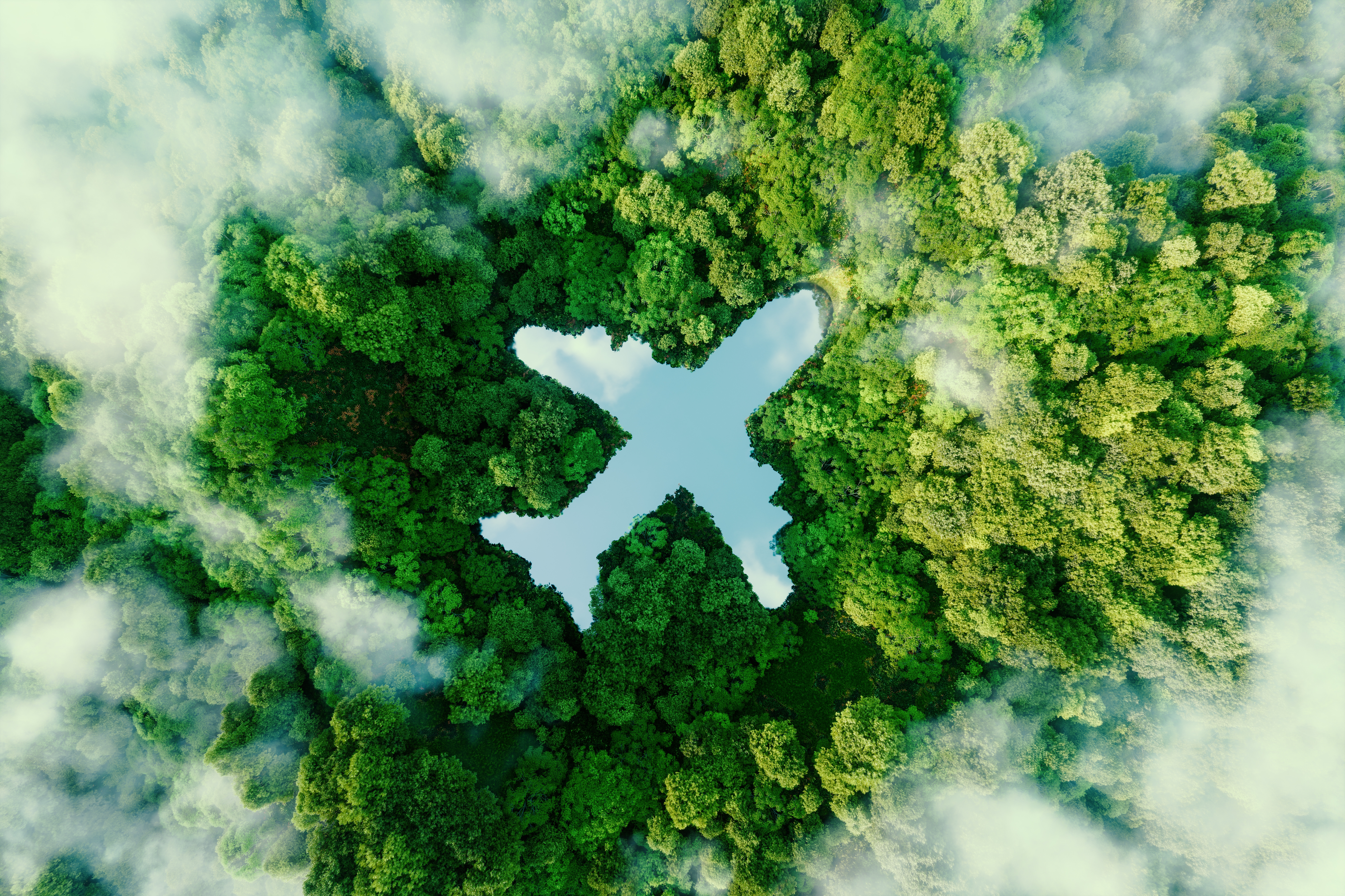 Plane Figure Within The Forest