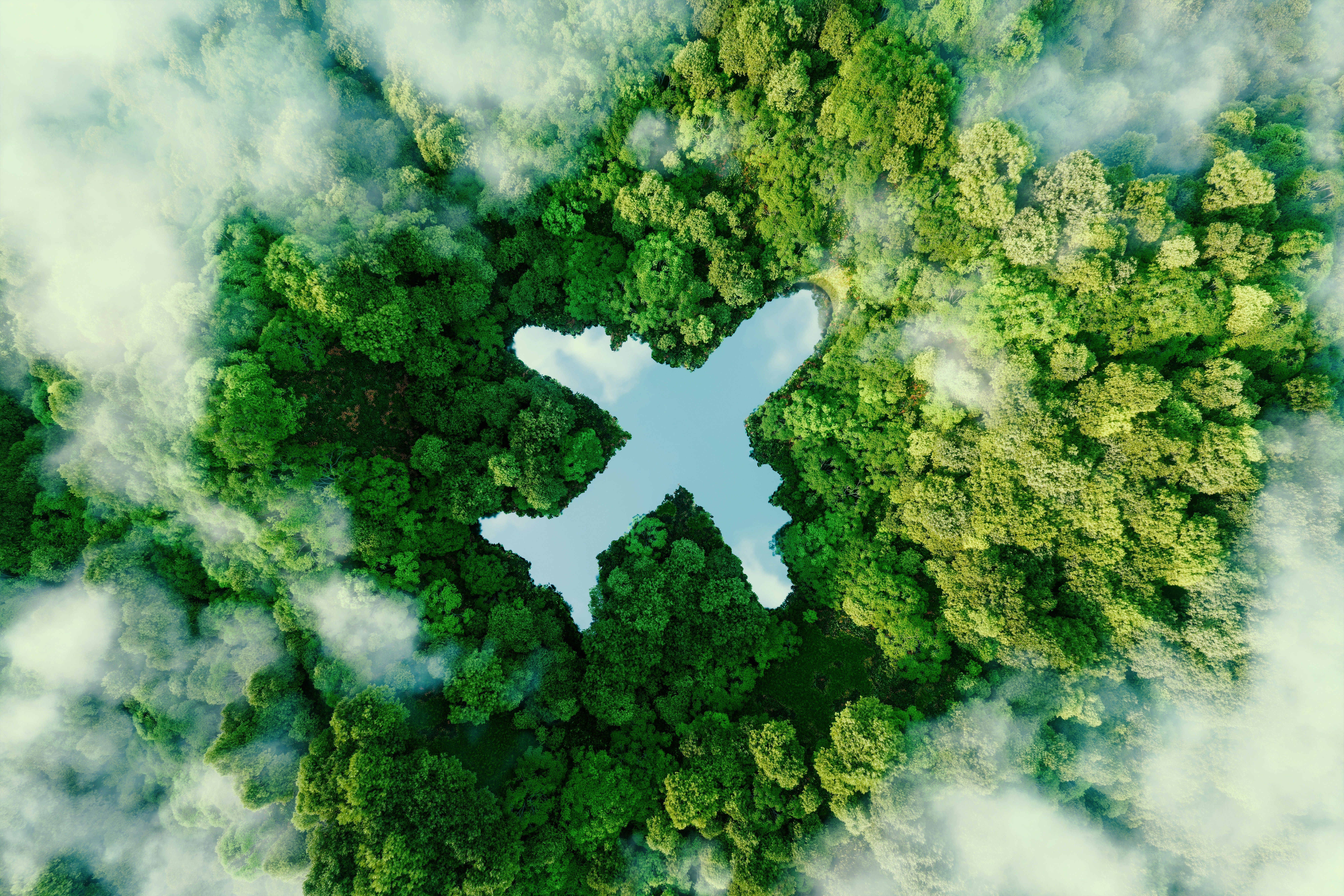 Plane Figure Within The Forest