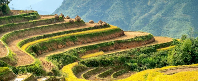 Lush agricultural fields cultivated on hill slope in sunny highlands
