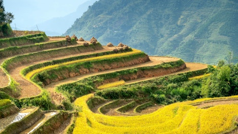 Lush agricultural fields cultivated on hill slope in sunny highlands