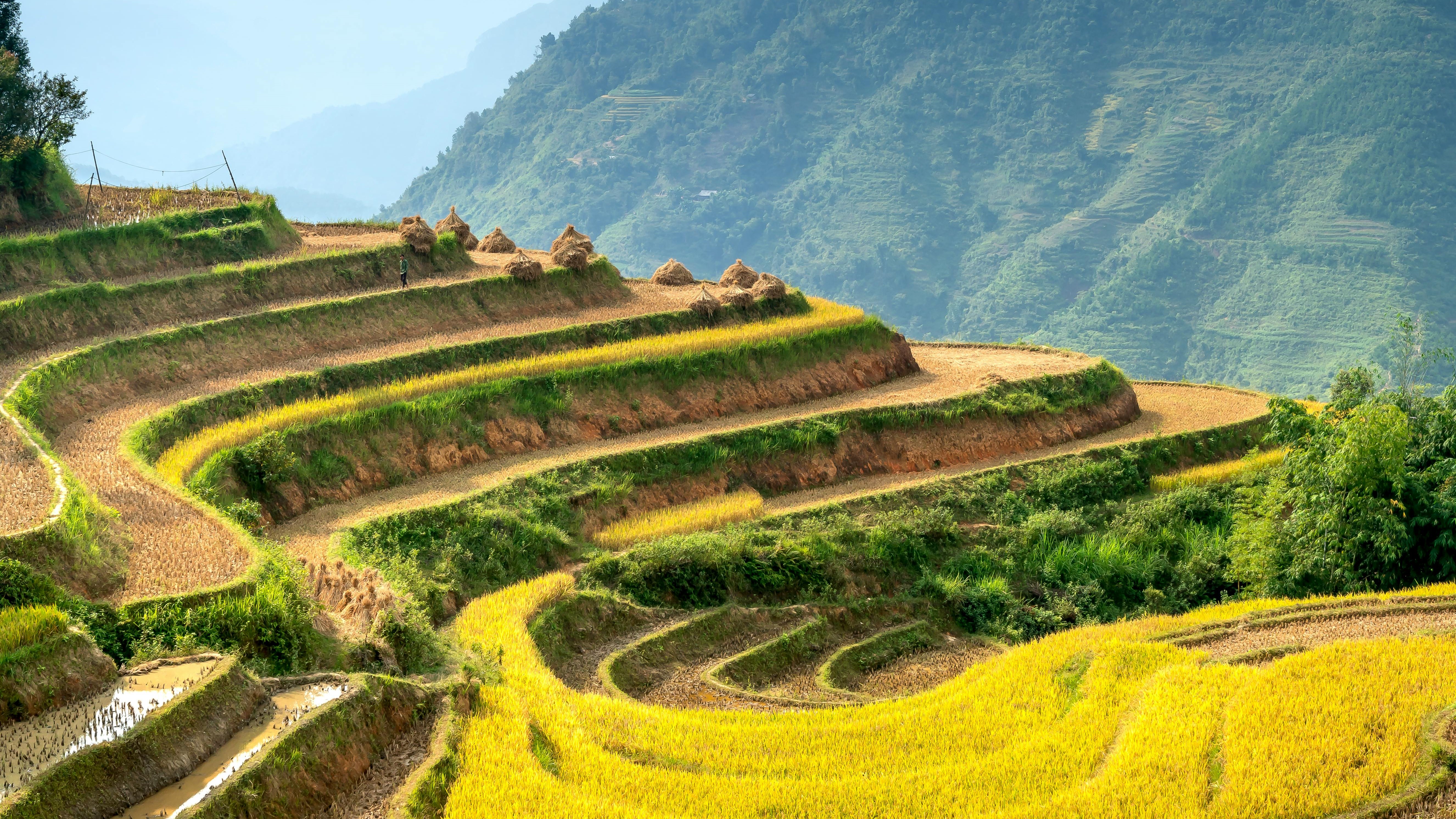 Introducing the SGS Focus on Rice 2025 newsletter | SGS Ukraine
