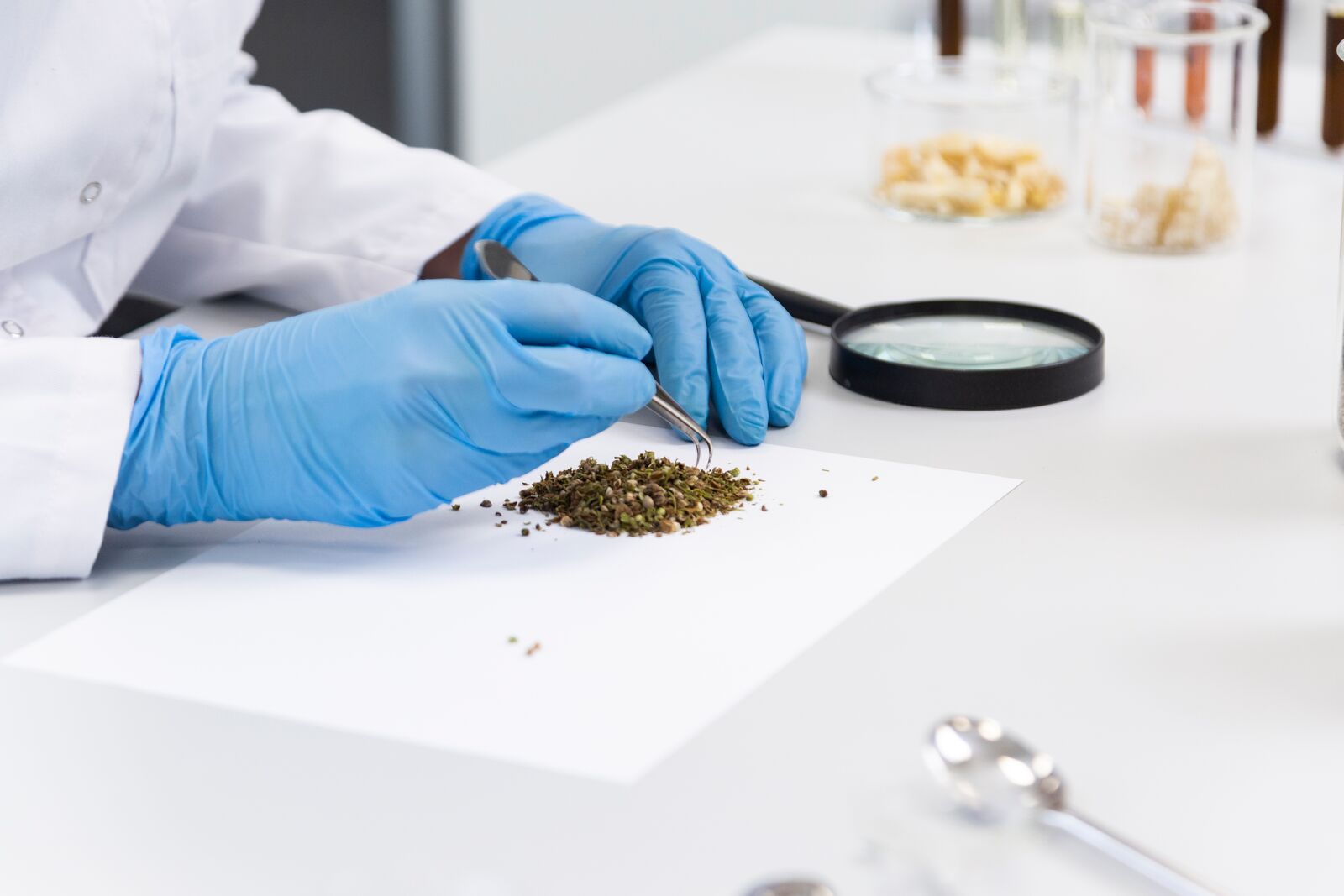 Scientist Choosing Hemp Seeds With Tweezers In Laboratory