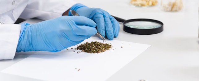 Scientist Choosing Hemp Seeds With Tweezers In Laboratory