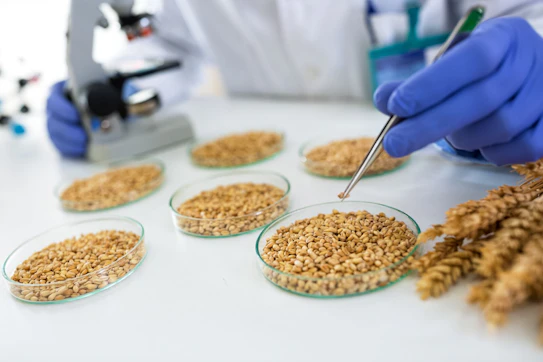 Scientist Taking Wheat with Pincette at Lab