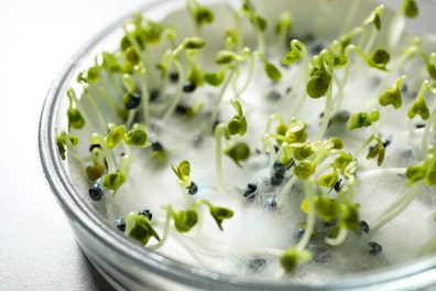 Seed Quality Germination