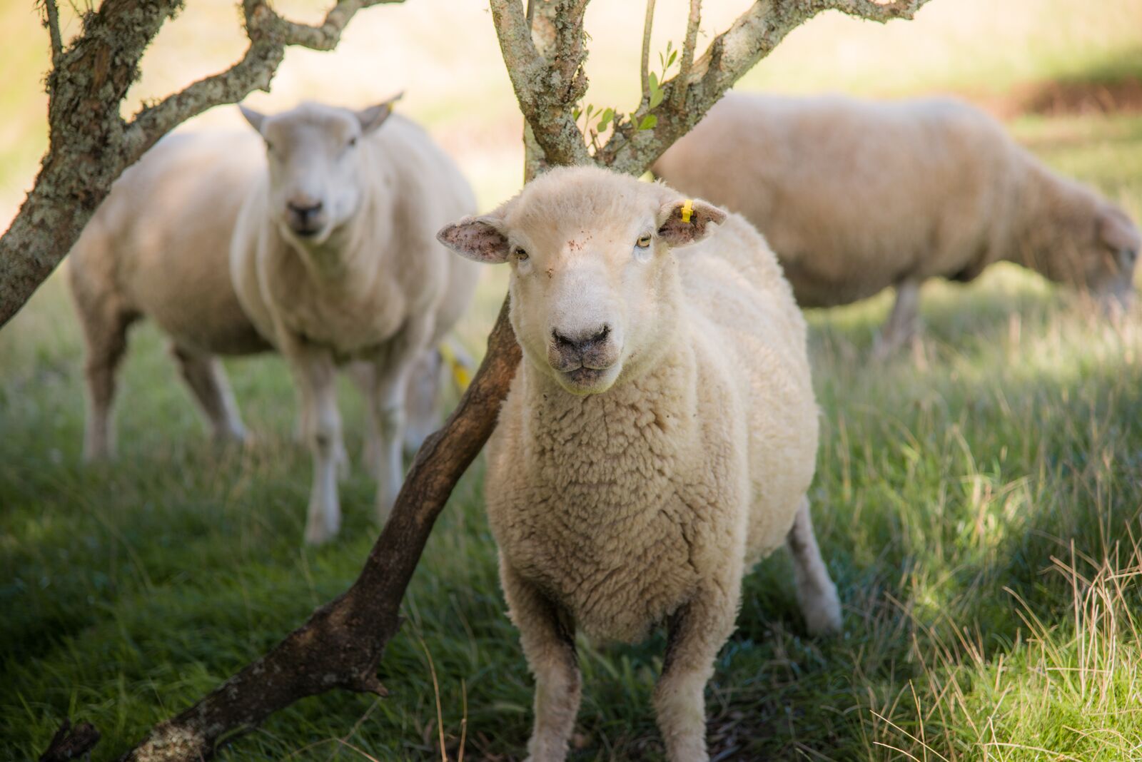 Sheep in a Field zoomed