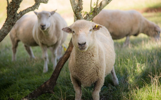 Sheep in a Field zoomed