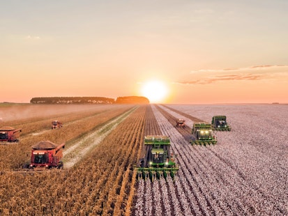 Récolte mécanisée du maïs et du coton avec tracteurs et moissonneuses Tracteurs et moissonneuses en action dans un champ au coucher du soleil, récoltant du maïs et du coton.