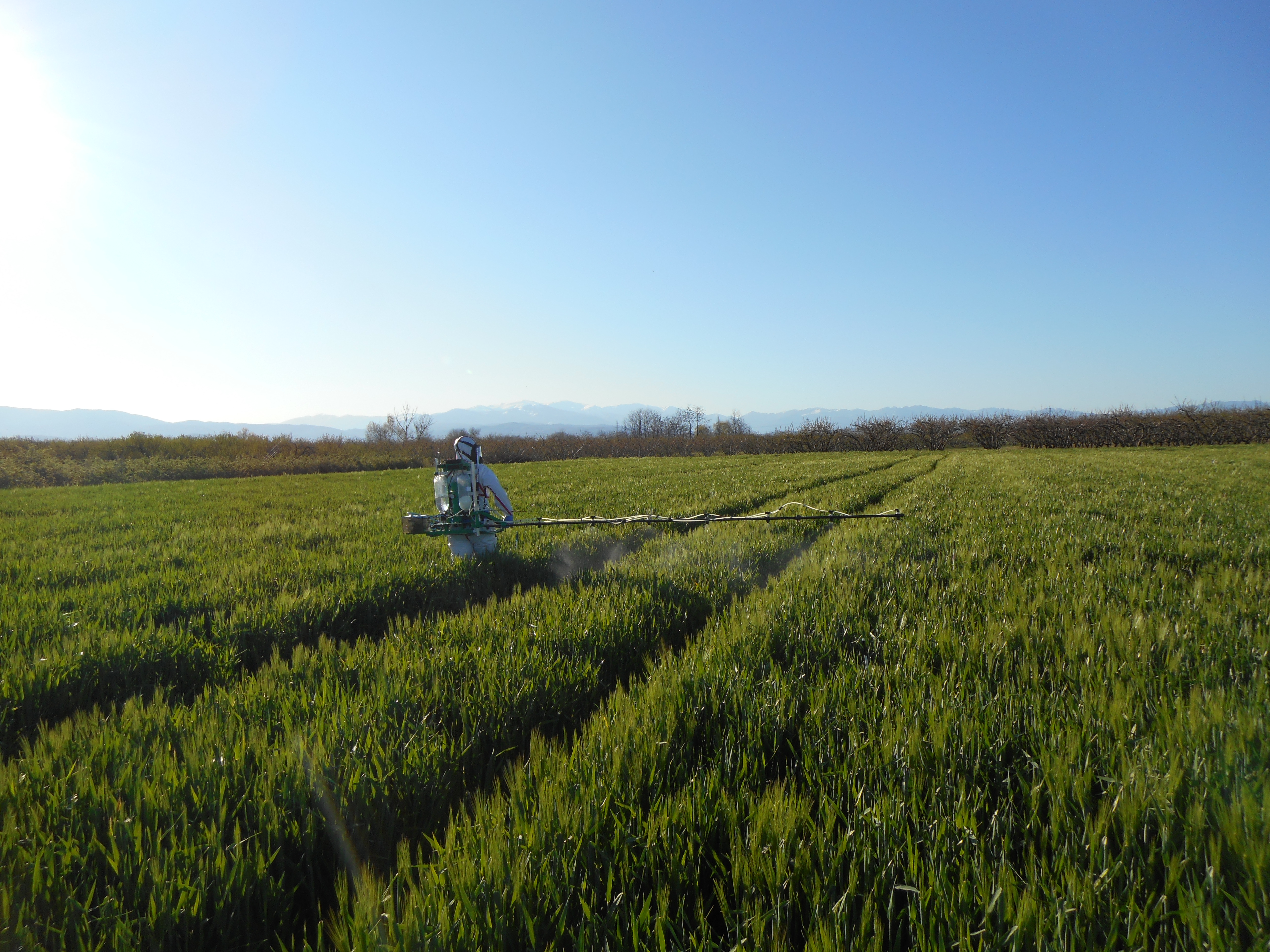 Worker Spraying Crops