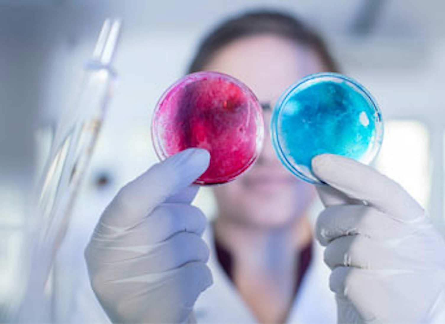Laboratory Worker Examining Two Petri Dishes Side by Side