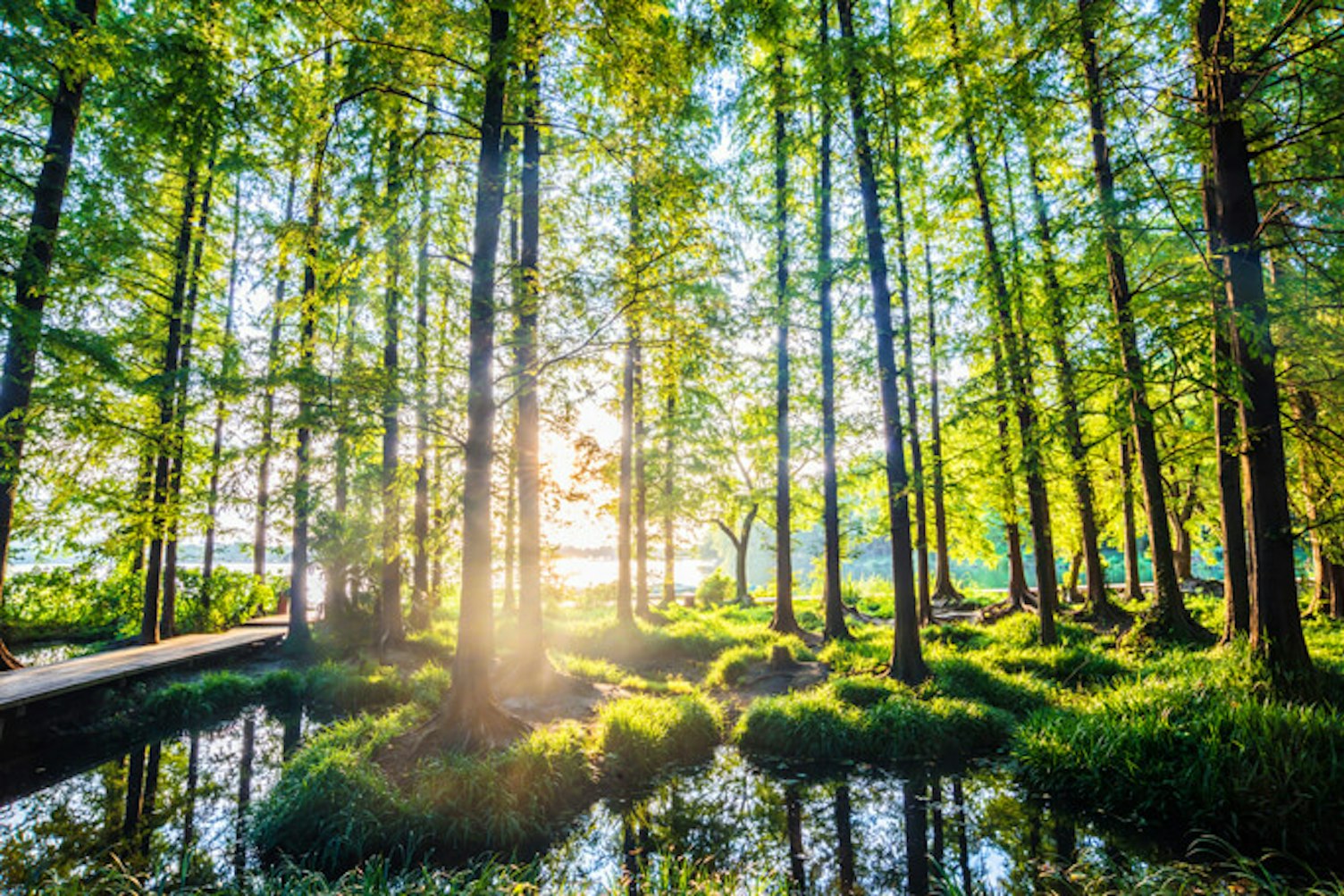 main feature sunlight through forest