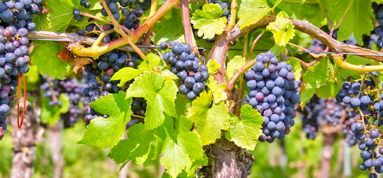 World Map Showing Connections 1600px