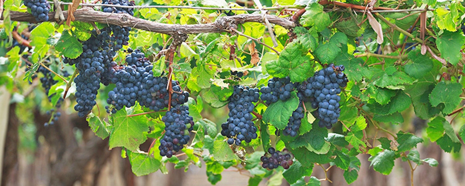 main feature hanging fruit