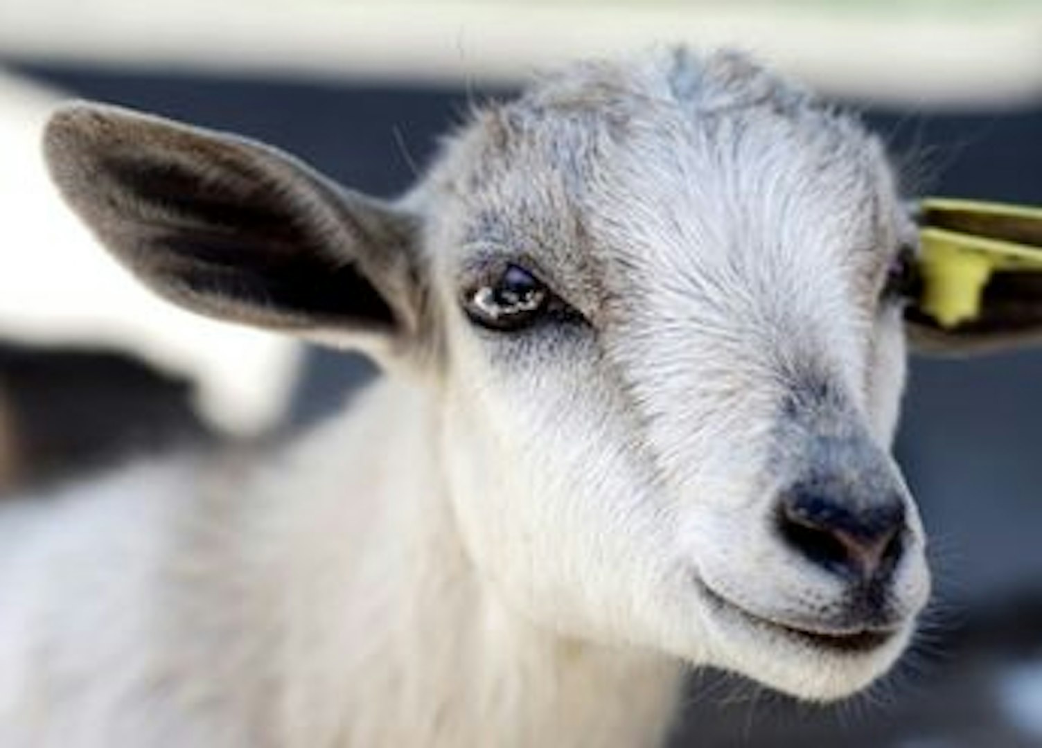 Alkaloidy pirolizydynowe wpływ na zwierzeta